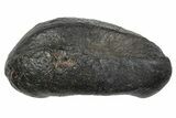 Large Fossil Whale Ear Bone - South Carolina #352643-1